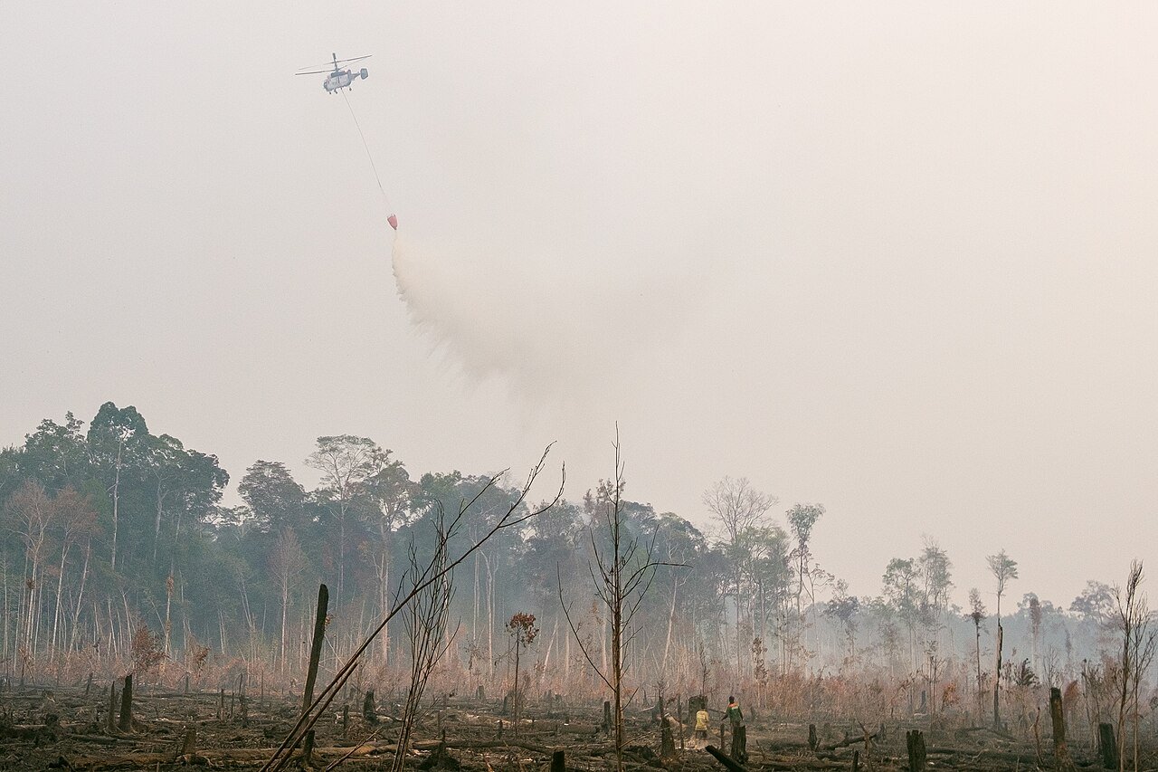 Karhutla Serentak: 1.500 Hektare Hangus di Jatim, Rumah Terbakar di Poso